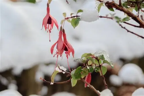 Fucsias que hibernan en bolsas de plástico