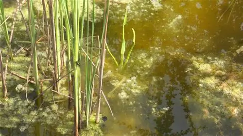 Coure contra algues a l'estany