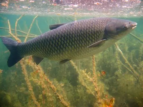 Ikan mas rumput melawan alga