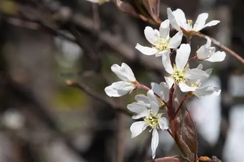 La flor del peral de roca