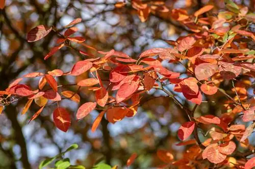 Interesting facts about the leaves of the rock pear