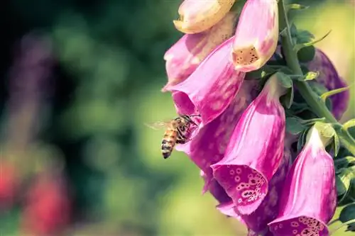 thimble bees