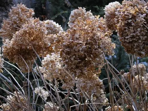 Protect hydrangeas from frost