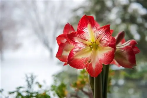 Amaryllis flowering time