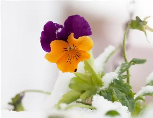 Flors d'hivern per a balcons