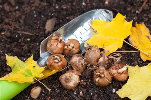 Plant flower bulbs in autumn