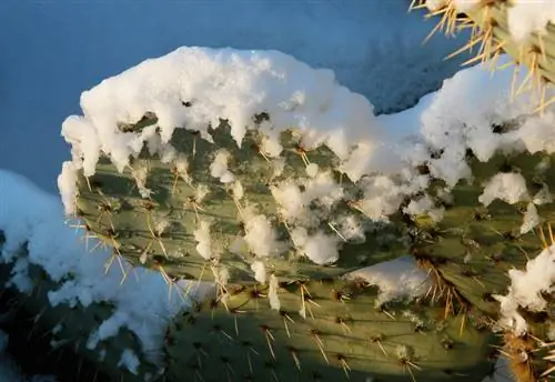 Cactus résistants au gel