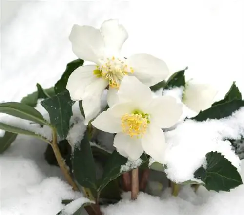 Rosa de Navidad: retrato de una reina del invierno