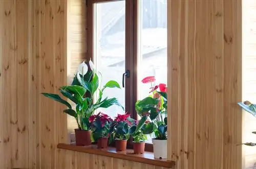 Houseplants improper care