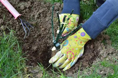 Sadzenie róż jesienią